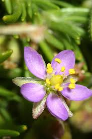 Attēlu rezultāti vaicājumam “Spergula morisonii”