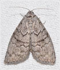 Attēlu rezultāti vaicājumam “Nolidae”