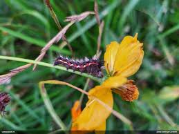 Attēlu rezultāti vaicājumam “Fuligo licentii”
