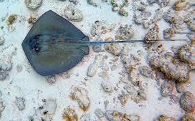 Image result for Megatrygon microps