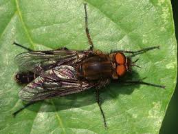 Attēlu rezultāti vaicājumam “Therevidae”