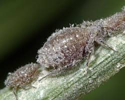 Attēlu rezultāti vaicājumam “Schizolachnus pineti”