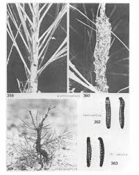 Attēlu rezultāti vaicājumam “Acantholyda erythrocephala”