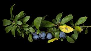 Attēlu rezultāti vaicājumam “Prunus spinosa leaf”