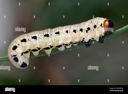 Attēlu rezultāti vaicājumam “Diprion pini female”