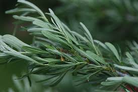 Attēlu rezultāti vaicājumam “Hippophae rhamnoides leaf”