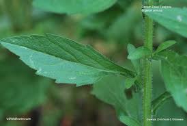 Attēlu rezultāti vaicājumam “Erigeron annuus leaf”