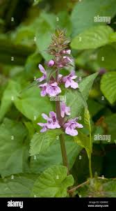 Attēlu rezultāti vaicājumam “Stachys palustris leaf”