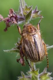 Attēlu rezultāti vaicājumam “Amphimallon solstitiale”