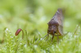 Attēlu rezultāti vaicājumam “Drepanepteryx phalaenoides”