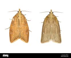 Attēlu rezultāti vaicājumam “Aphelia paleana”