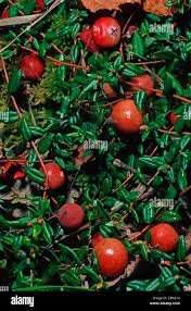 Attēlu rezultāti vaicājumam “Oxycoccus palustris fruit”