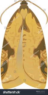 Attēlu rezultāti vaicājumam “Acleris aspersana”