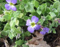 Attēlu rezultāti vaicājumam “Aubrieta deltoidea leaf”