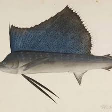 Image result for Istiophorus platypterus