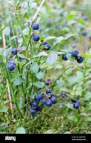 Attēlu rezultāti vaicājumam “Vaccinium myrtillus fruit”