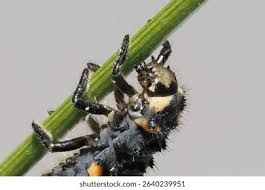 Attēlu rezultāti vaicājumam “Coccinella septempunctata larva”