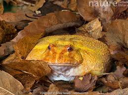 Image result for Ceratophrys ornata