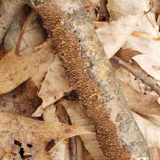 Attēlu rezultāti vaicājumam “Ceriporia purpurea”