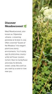 Attēlu rezultāti vaicājumam “Filipendula ulmaria”