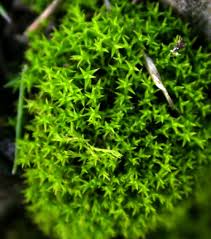 Attēlu rezultāti vaicājumam “Pottiales”