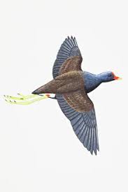 Attēlu rezultāti vaicājumam “Gallinula chloropus adult”