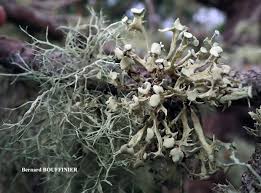 Attēlu rezultāti vaicājumam “Ramalina fastigiata”