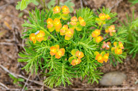 Attēlu rezultāti vaicājumam “Euphorbia cyparissias leaf”