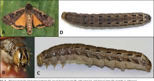 Attēlu rezultāti vaicājumam “Noctua pronuba”