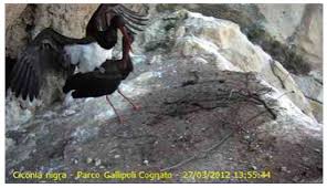 Attēlu rezultāti vaicājumam “Ciconia nigra nest”