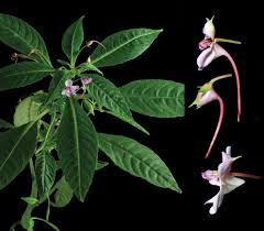 Attēlu rezultāti vaicājumam “Balsaminaceae”