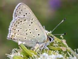 Attēlu rezultāti vaicājumam “Lycaena tityrus underside”