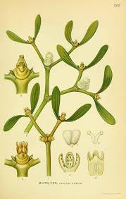 Attēlu rezultāti vaicājumam “Viscum album leaf”