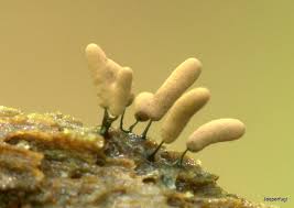 Attēlu rezultāti vaicājumam “Stemonitopsis typhina stalked”