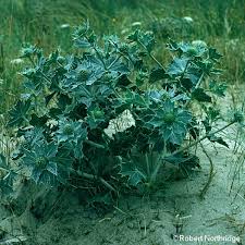 Attēlu rezultāti vaicājumam “Eryngium maritimum”