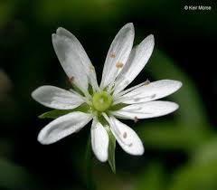 Attēlu rezultāti vaicājumam “Stellaria longifolia flower”