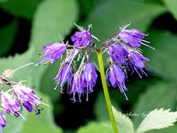 Attēlu rezultāti vaicājumam “Hydrophyllaceae”