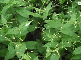 Attēlu rezultāti vaicājumam “Stellaria nemorum leaf”