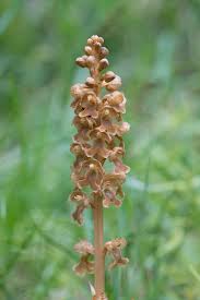 Attēlu rezultāti vaicājumam “Neottia nidus-avis fruit”