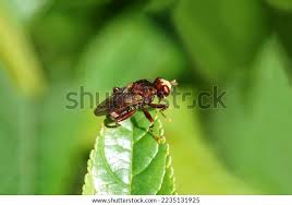 Attēlu rezultāti vaicājumam “Sicus ferrugineus”