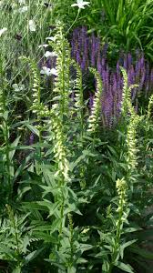 Image result for Digitalis lutea