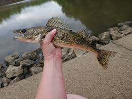 Image result for Sander vitreus