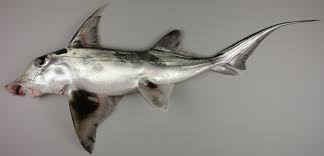 Image result for Callorhinchus capensis