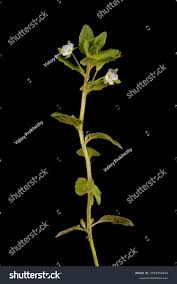 Attēlu rezultāti vaicājumam “Veronica agrestis leaf”