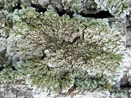 Attēlu rezultāti vaicājumam “Physconia enteroxantha”