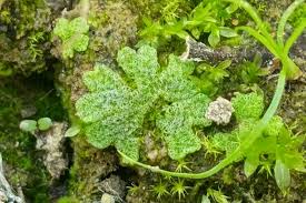 Attēlu rezultāti vaicājumam “Riccia cavernosa”