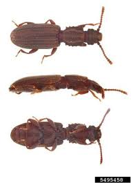 Attēlu rezultāti vaicājumam “Silvanidae”