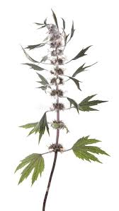 Attēlu rezultāti vaicājumam “Leonurus quinquelobatus”