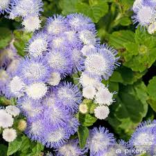 Image result for Leberbalsam