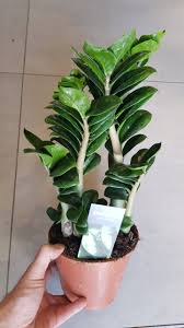 Image result for zamiokulkas